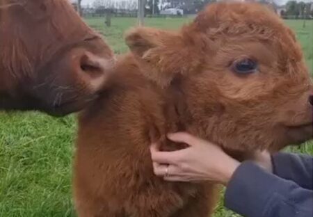 【もっふもふ】スコットランドの牛の赤ちゃんが激かわ！まるでぬいぐるみ！