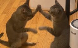 【せっせっせ♪】シンクロする猫2匹、可愛らしすぎる動きが話題に「鏡みたい」