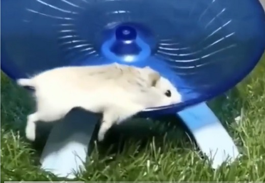【動画】失敗しちゃったハムスターの「間」が面白すぎるw