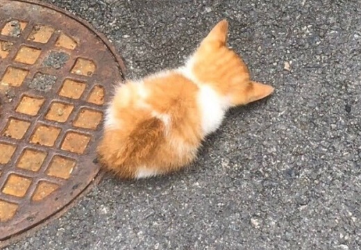 【ふわふわ】道端で寝てしまった子猫、たまらない可愛いさｗ