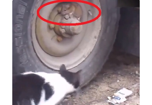 【動画】必死に探す猫と必死に固まるねずみ、まるでトムジェリｗ