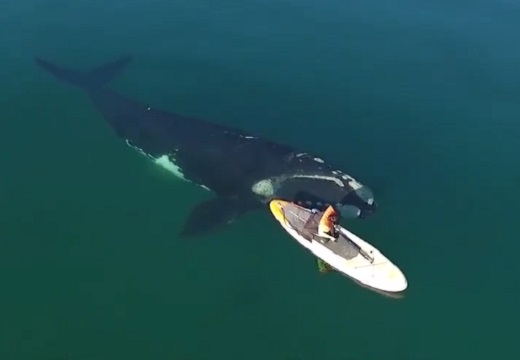 【動画】浮かぶボートにそっと近づいた巨大なクジラ、驚きの行動に