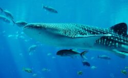 【衝撃映像】世界最大の魚 ジンベエザメ、食事風景が豪快すぎるｗ