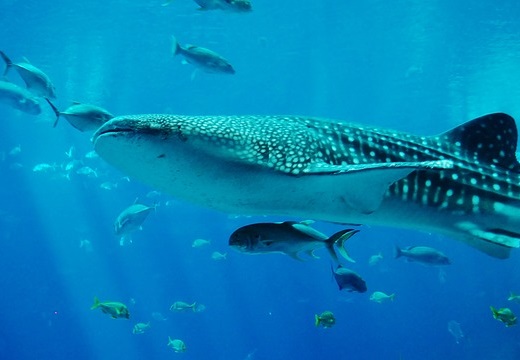 【衝撃映像】世界最大の魚 ジンベエザメ、食事風景が豪快すぎるｗ