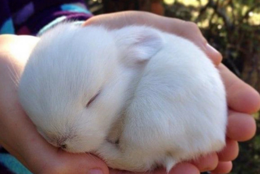 【癒し】まだ幼いウサギ、まんまるで可愛すぎたｗ
