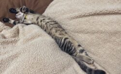 【びよーん】全力で伸びて暖房を堪能する猫さんが話題に「蛇かと思ったｗ」