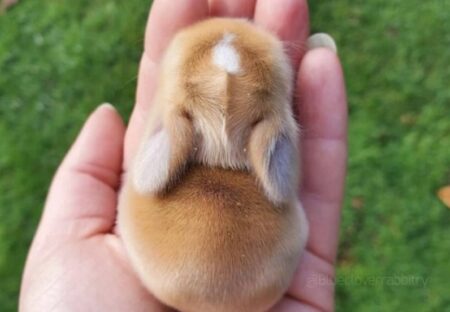 【ちょこん】手のひらサイズのウサギが超絶かわいい！！