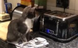 【爆笑】トースター前でソワソワしてる猫、想像以上のリアクションが話題にｗ