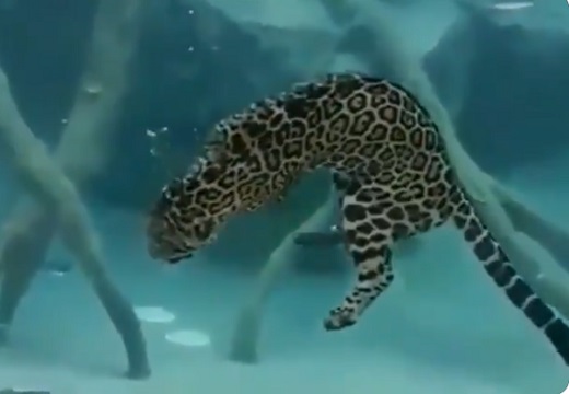 【動画】ジャガーが水中で狩りをする様子が話題に「初めて見た・・」