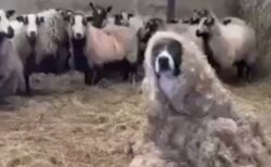 【爆笑】羊の毛をかぶった犬と、それにドン引きし遠巻きにガン見する羊達が話題にｗ