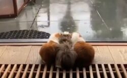 【動画】ぴったりくっついて雨を眺める3匹のモルモットが話題にｗ