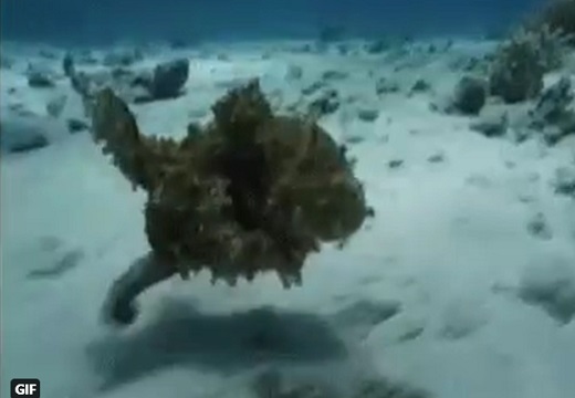 【疾走感】海底を走るタコ！衝撃的な動画にネット騒然
