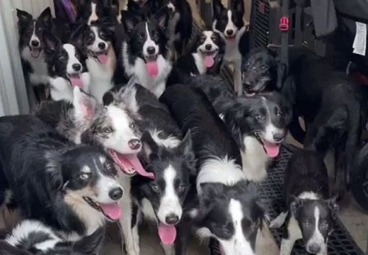 【動画】賢すぎるボーダーコリーの集団が話題に「すごい!カワイイ!」