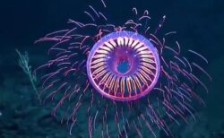 【深海】花火のように見える「花火クラゲ」が話題に。CGみたい！