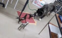 【音量注意】犬の置物にビビり散らす秋田犬がカワイイｗ