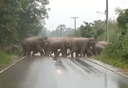 【感動】道を横切るゾウの群れ。最後の大きなゾウが驚きの行動に