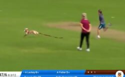 【動画】クリケットの試合に乱入した犬、キャッチしたボールを捕手に届けるｗ