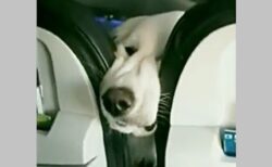 【動画】犬が同乗できる飛行機、前の座席から覗いてくる犬が可愛いすぎるｗ