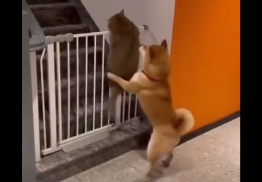 【爆笑】重くて柵を越えられない猫と全力で手伝う犬、四苦八苦する様子が話題にw