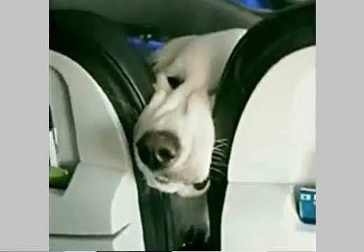【動画】犬が同乗できる飛行機、前の座席から覗いてくる犬が可愛いすぎるｗ