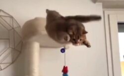 【こけっ】ムササビの如く華麗なジャンプを試みる猫が愛しすぎるｗ