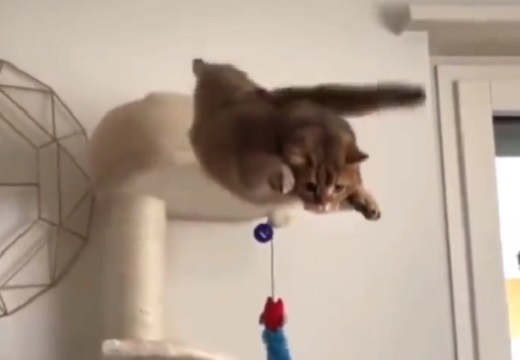 【こけっ】ムササビの如く華麗なジャンプを試みる猫が愛しすぎるｗ