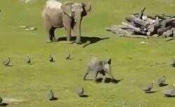 【動画】鳥を追いかけ走り回ってたゾウの赤ちゃん、転んでママに泣きつくｗ