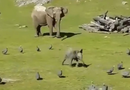 【動画】鳥を追いかけ走り回ってたゾウの赤ちゃん、転んでママに泣きつくw