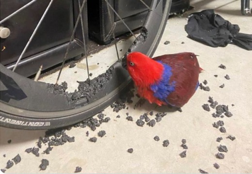 (/o＼) 赤い鳥さん、高級タイヤをつつき散らかし帰宅した飼い主を真顔にさせてしまうｗ