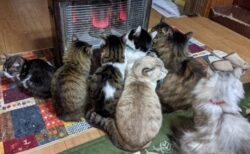 【あったか～】ストーブ前でぎゅうぎゅうになってる猫集団、可愛いすぎるｗ