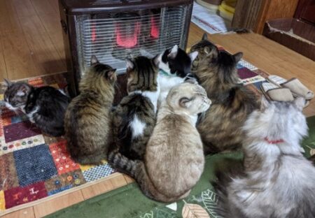 【あったか～】ストーブ前でぎゅうぎゅうになってる猫集団、可愛いすぎるｗ