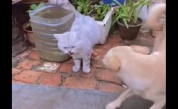 【動画】遊びたくてたまらない犬と、ブチ切れる猫が話題にｗ