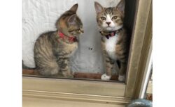【帰ってきた！】飼い主の帰宅を窓辺で出迎える保護猫兄弟が話題に