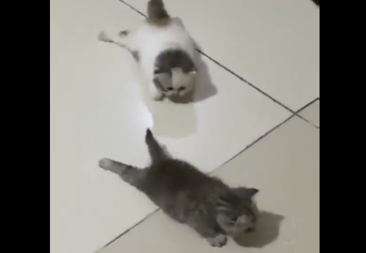 【動画】いっしょにほふく前進する2匹の子猫が可愛いすぎるｗｗｗｗ