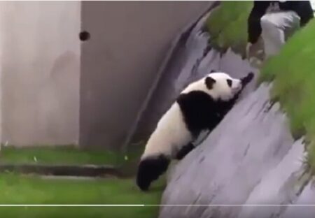 【ひっぱって～】パンダさん、自力で登れず飼育員に助けを求める様子が可愛いｗｗｗｗ