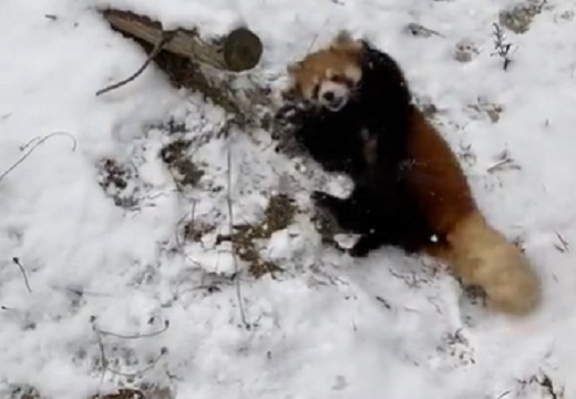 【ｗ】今期初の積雪！全身で大喜びするレッサーパンダが可愛いすぎる