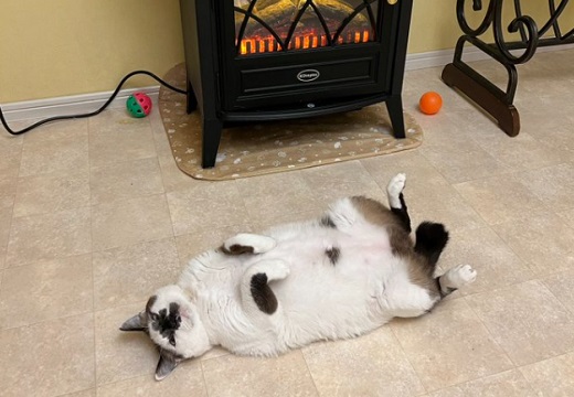 【ほか～】暖房の極楽を全身で味わう猫が話題に「幸せそうｗ」