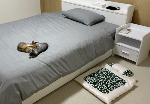 【ｗ】保護された子猫兄弟、立派な布団を用意してもらい・・飼い主のベッドへ