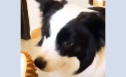 【動画】ドリアンの匂いを嗅いでみた犬、手で鼻を塞いでしまうｗ