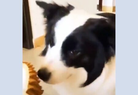 【動画】ドリアンの匂いを嗅いでみた犬、手で鼻を塞いでしまうｗ