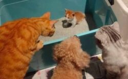 【ｗ】子猫初めてのトイレ！を見物に集まってきた猫犬猫が話題に