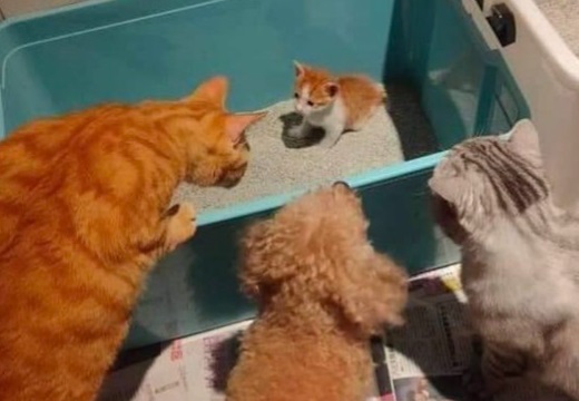 【ｗ】子猫初めてのトイレ！を見物に集まってきた猫犬猫が話題に