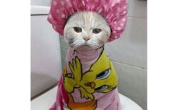 (ΦωΦ) 風呂上がり、憮然とした猫が可愛いすぎるｗ
