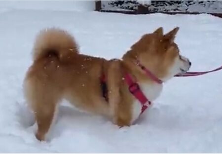 【ぼふっ】雪のなか散歩する柴犬、おもむろに顔面ダイブする様子が可愛いすぎるｗ