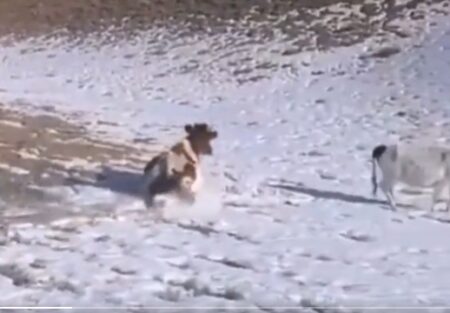 【レア】牛が雪すべりを楽しんでいる動画が話題にｗ「楽しそう！」