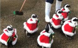 【トコトコ】サンタ姿で散歩するペンギン集団が話題に「可愛いすぎて声出たｗ」