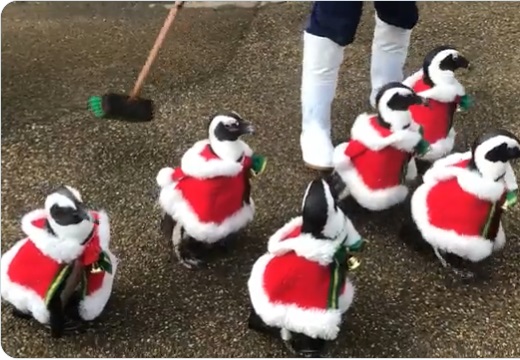 【トコトコ】サンタ姿で散歩するペンギン集団が話題に「可愛いすぎて声出たｗ」