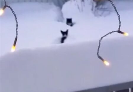 【やさしい】大雪で身動きとれない猫を発見した犬、雪をかきわけ救助に向かう