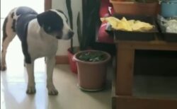 【動画】おやつゲットを成功した犬、喜びようが可愛いすぎるｗｗｗｗ