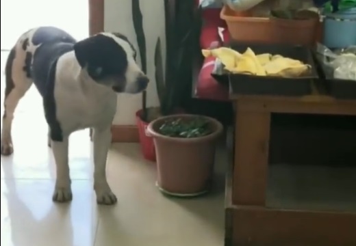 【動画】おやつゲットを成功した犬、喜びようが可愛いすぎるｗｗｗｗ